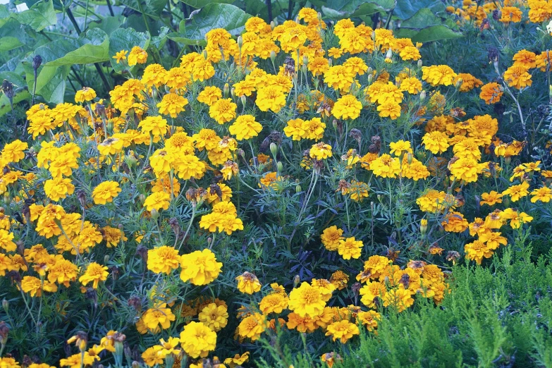 many yellow flowers with one big flower blooming