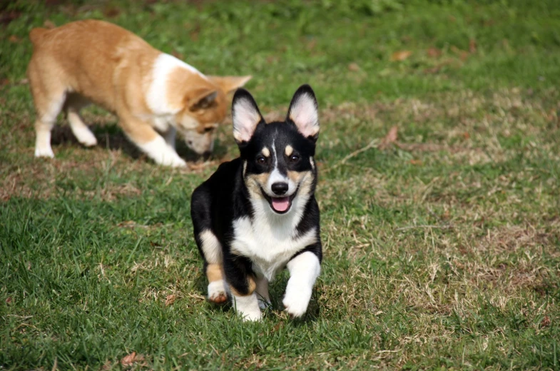 a dog and a cat that are walking in the grass