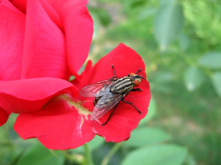 a fly is sitting on top of a flower