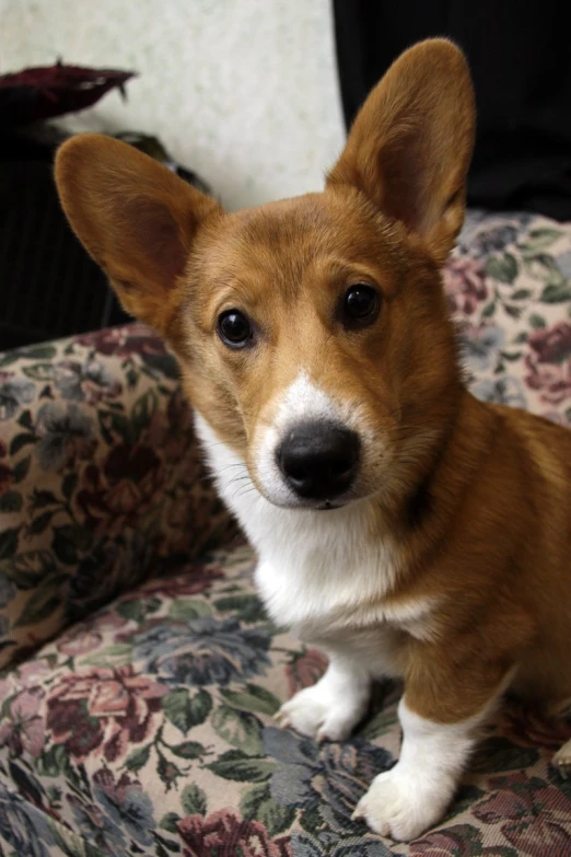 a small brown and white dog sitting on top of a couch