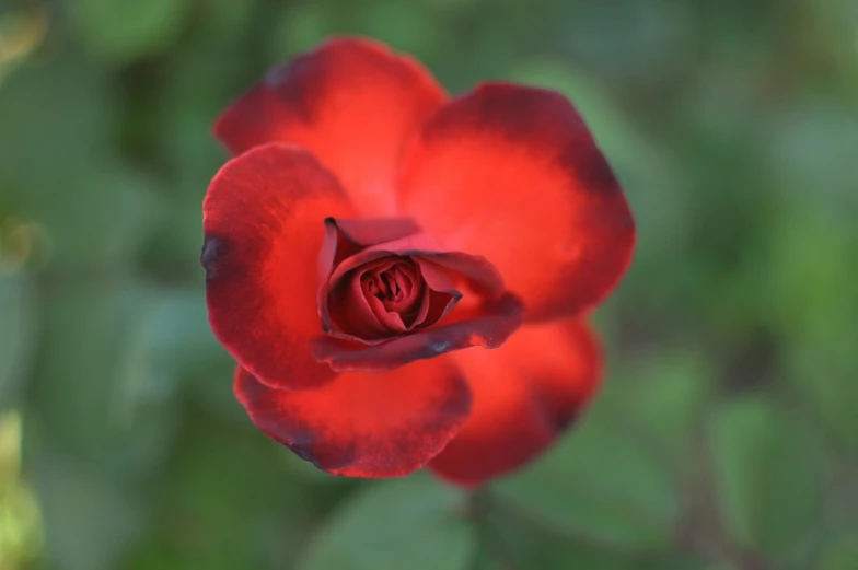 a bright red rose with a green background