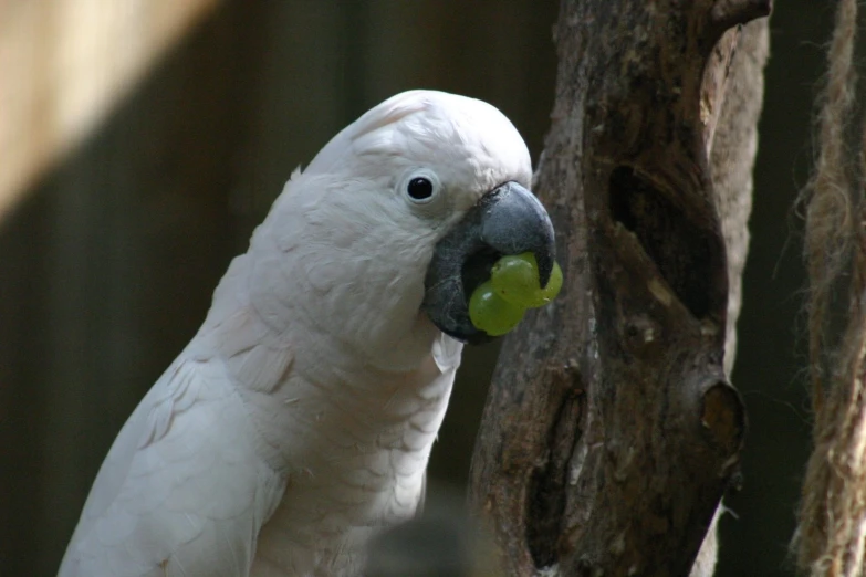 the white parrot has a piece of fruit in it's mouth