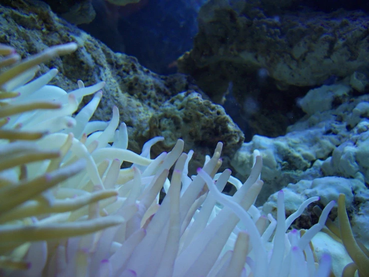 some different kind of colorful corals in a tank