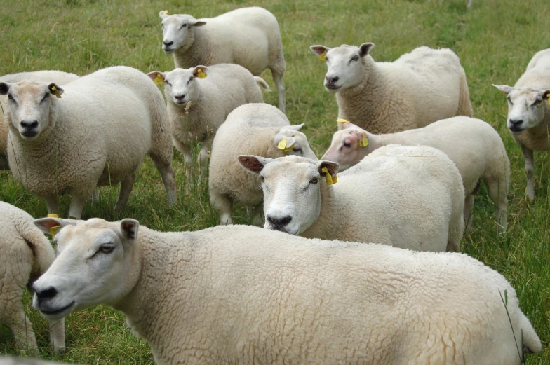 a herd of sheep standing on top of a lush green field