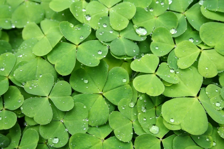 raindrops on green leaves of clover in a close up s