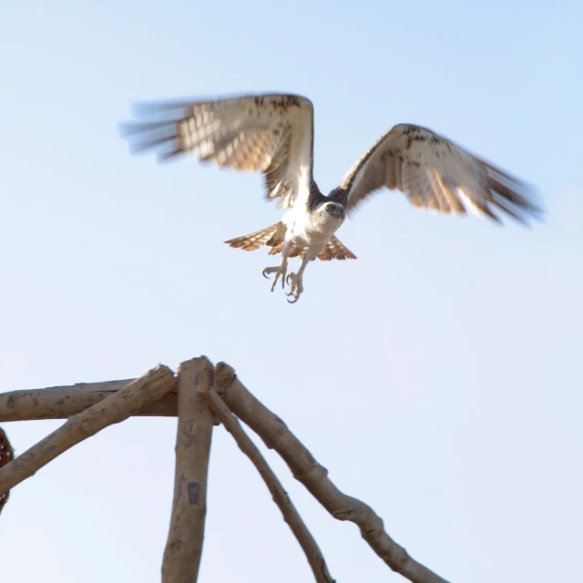 a bird flies above an old twig sculpture