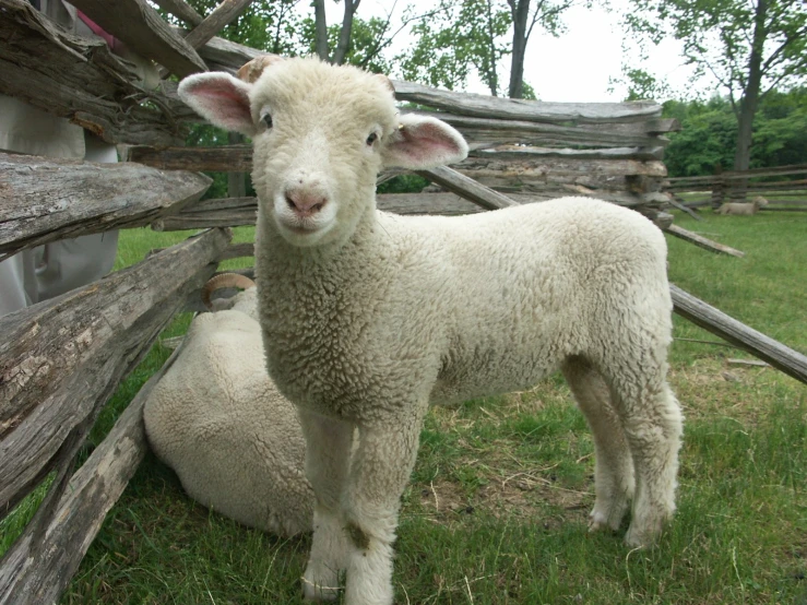 a little lamb is sitting in the grass near a fence