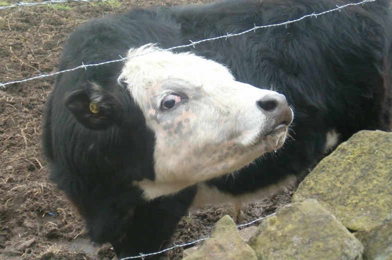 black and white cow is behind a wire fence