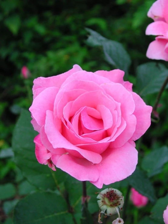 a pink rose sitting next to another flower