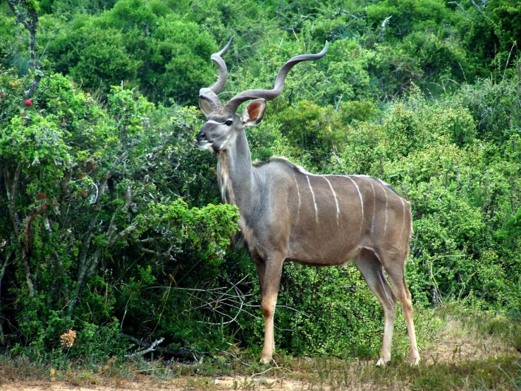 a large antelope standing in the middle of a field