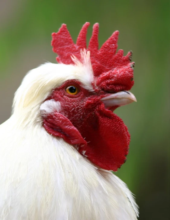 a white and red rooster with large red comb