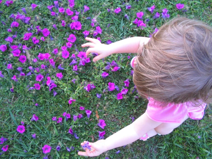 a little girl reaching up at purple flowers