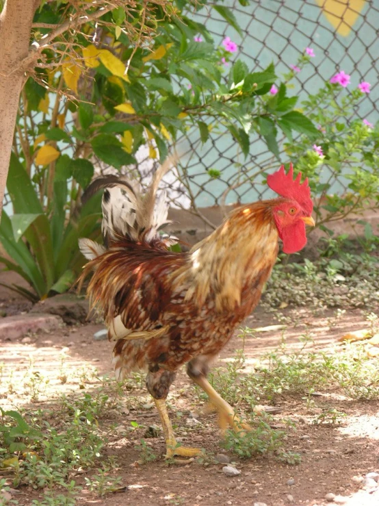 roosters are looking around with one pecking