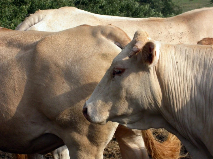 a couple of cows are standing next to each other