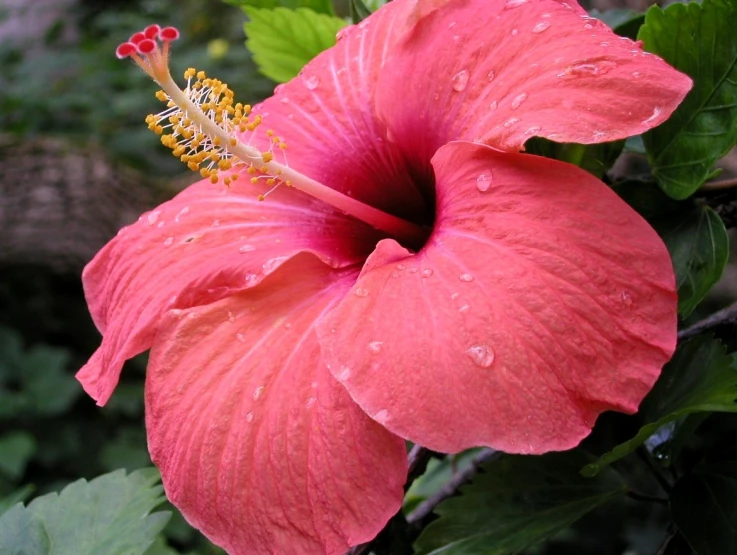 a bright pink flower with water droplets on it