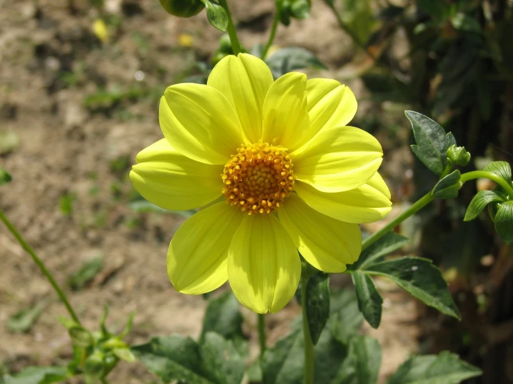 closeup of a yellow flower with green leaves and dirt ground