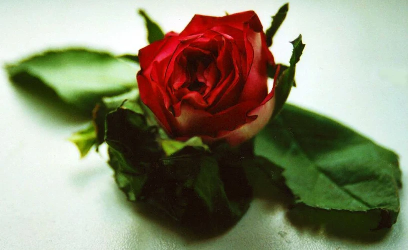 the red rose is sitting next to two green leaves