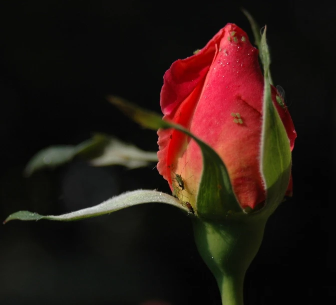 a single red rose sitting on top of a stem