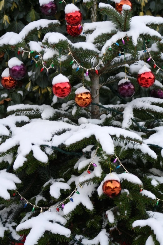 snow covered christmas trees with red, green and purple ornaments