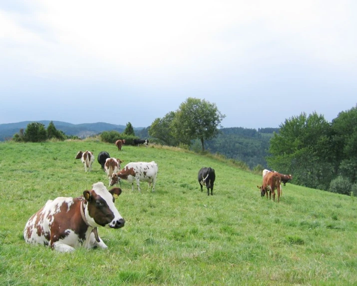 a group of cows resting in the middle of a green field