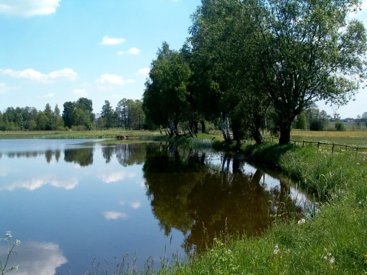 a tree and grass stand next to the lake