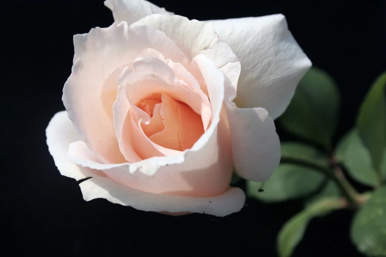 a pink rose blooming from the center of it