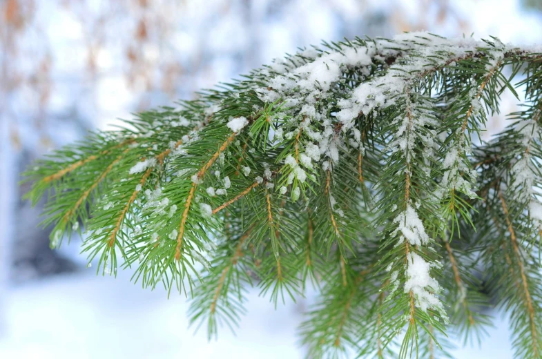 the pine leaves are covered with snow on a tree