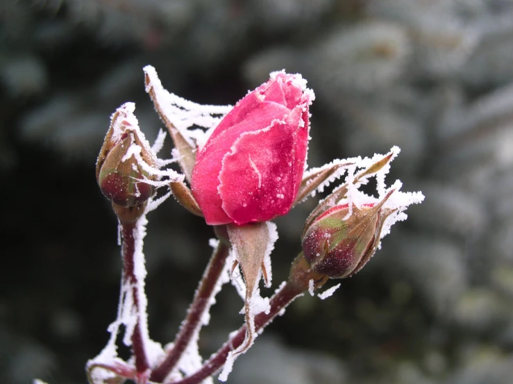 frost covered flowers are shown in the foreground