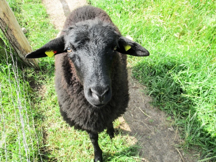 an animal stands on a path in the grass