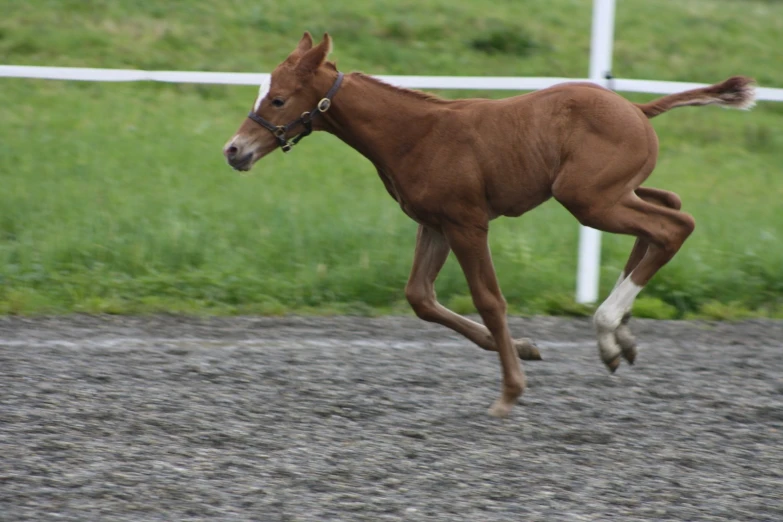 a brown horse galloping in a dirt road