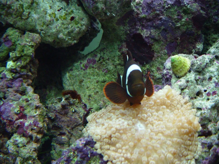 black and white clown fish in an aquarium