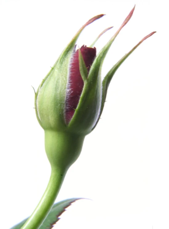 the bud end of a dying tulip against a white background