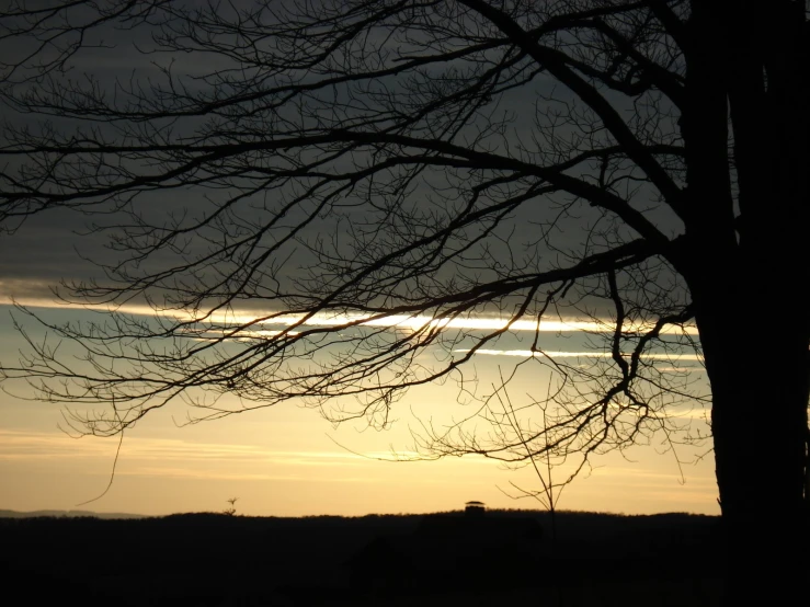 the sunset as seen through bare nches of a tree