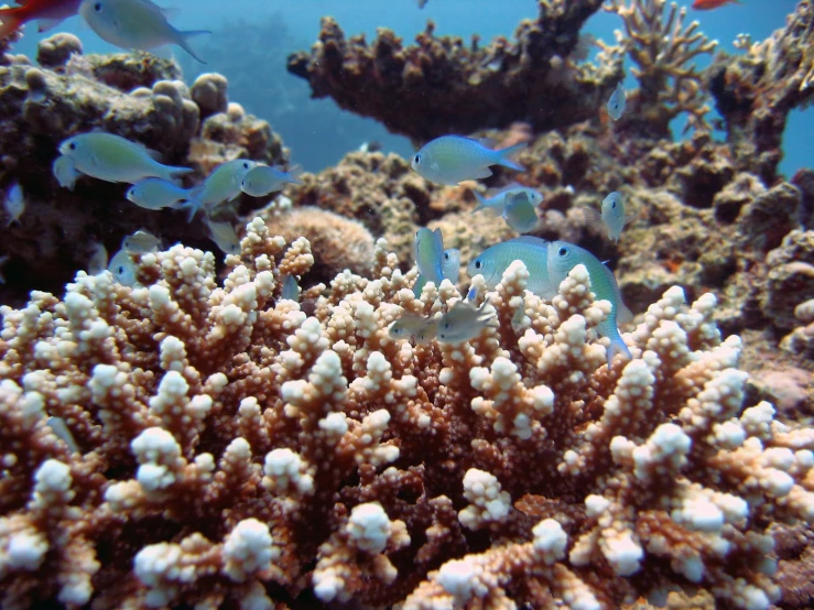 blue fish swimming around and some white corals