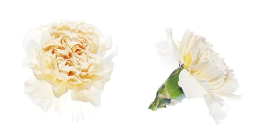 a white flower is shown next to another flower