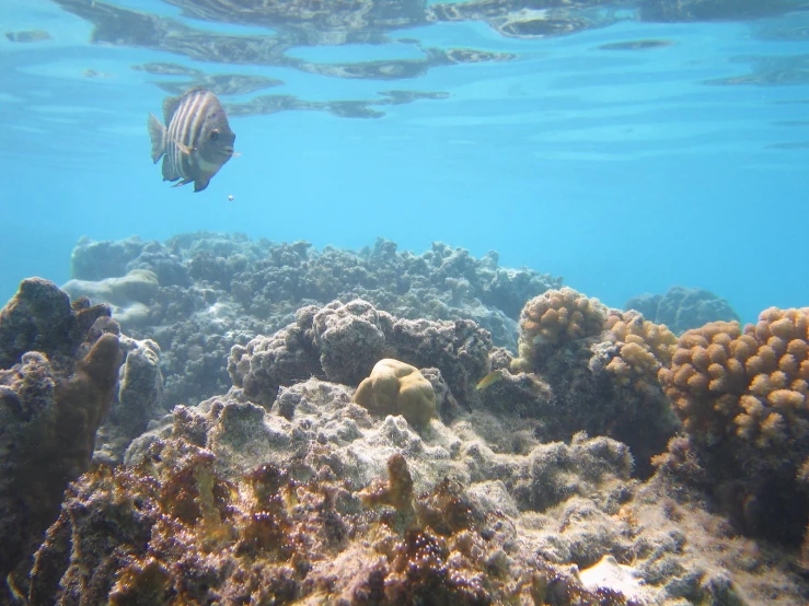 the view of a fish from underwater