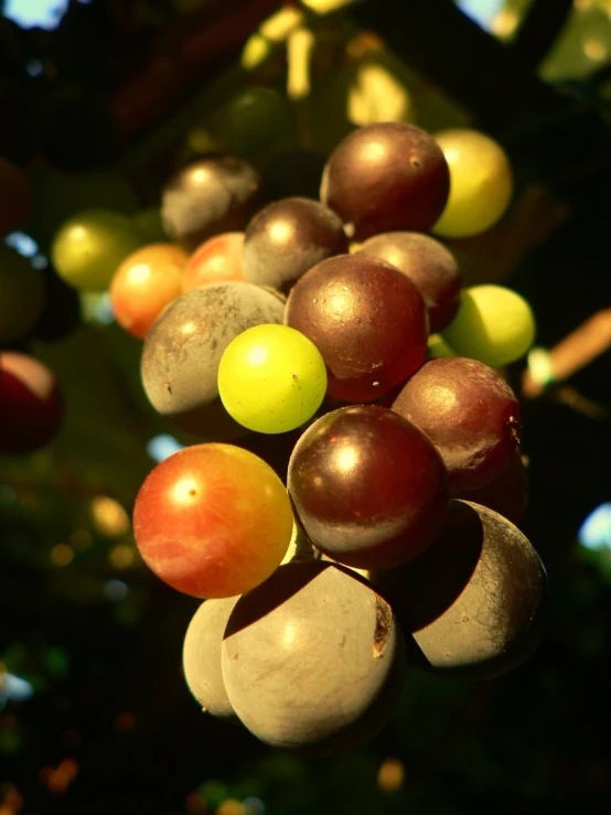 a cluster of gs that are in some type of fruit