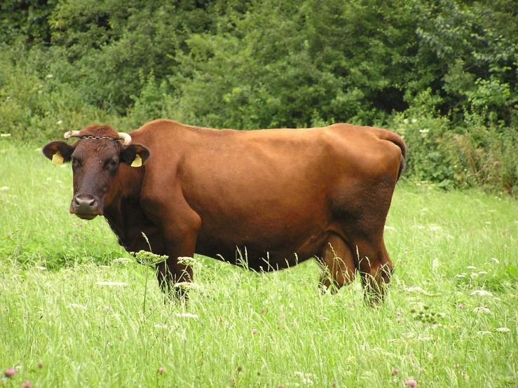 a brown bull in the middle of a grassy field