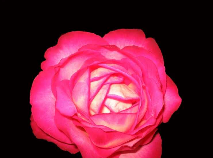 a rose with a black background is in the foreground