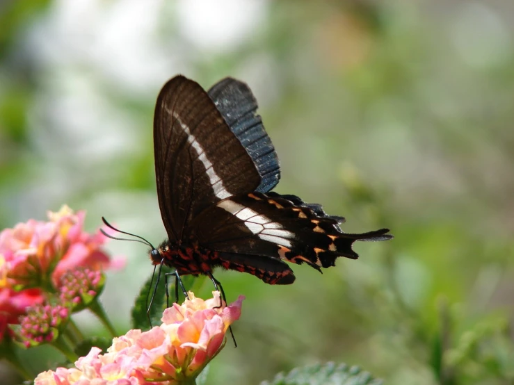 a small erfly resting on some flowers