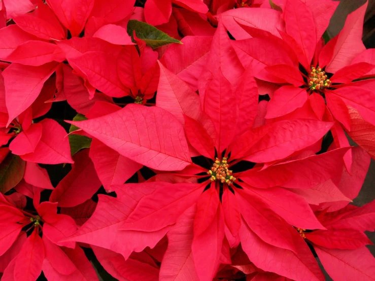 several red flowers with leaves all over them