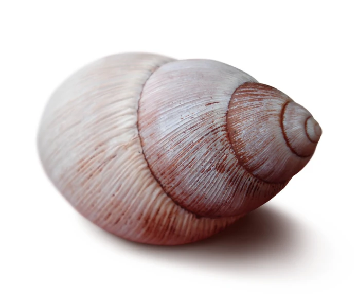 an image of the back end of a snail's shell
