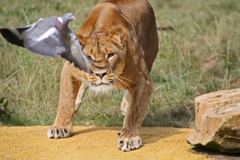 an adult lion in front of a bird