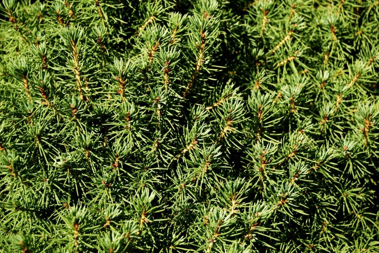 an image of green grass covered by the leaves