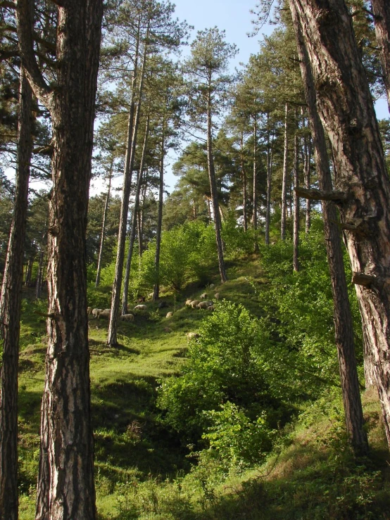 a lush green hillside surrounded by tall trees