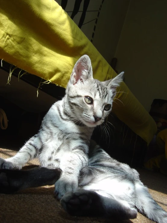 a small white cat laying on the ground next to a bright yellow drab