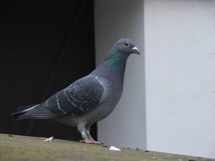 the bird is standing alone by the wall