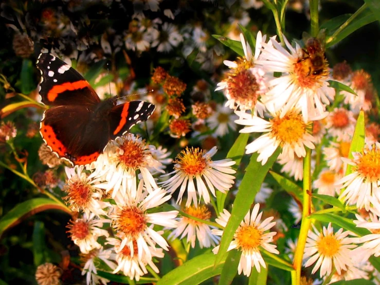 small erfly on flowers in front of other flowers