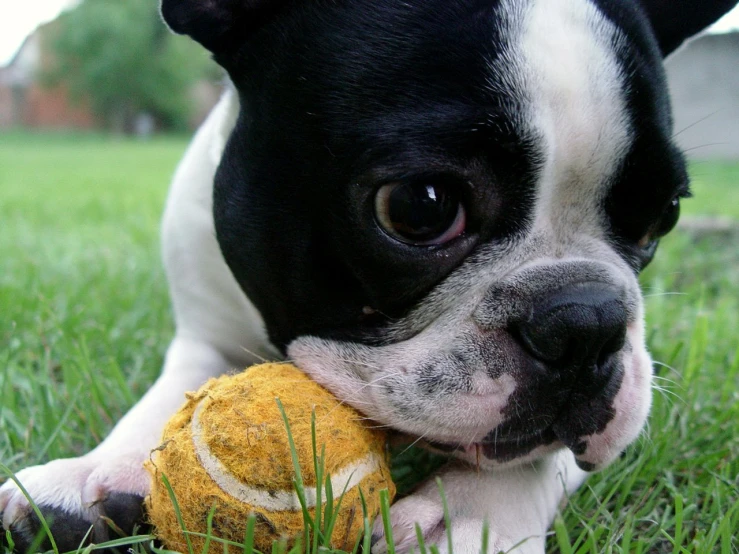 a small black and white dog chewing on a stuffed animal