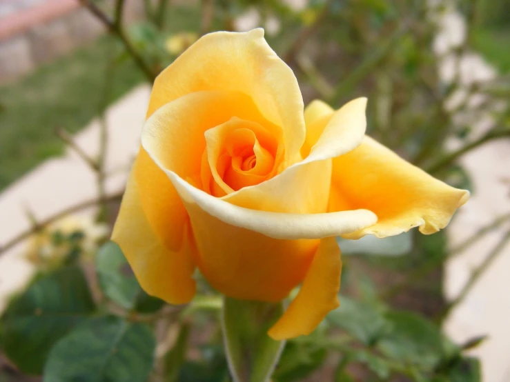 there is a very large yellow rose in bloom